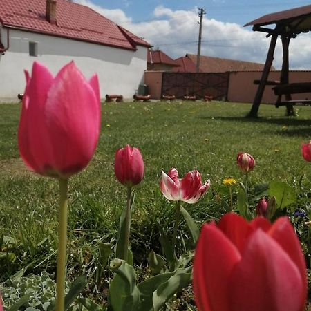 Апартаменти Casa Suzy & Roxy Arpasu de Jos Екстер'єр фото