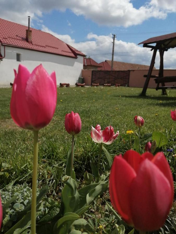 Апартаменти Casa Suzy & Roxy Arpasu de Jos Екстер'єр фото